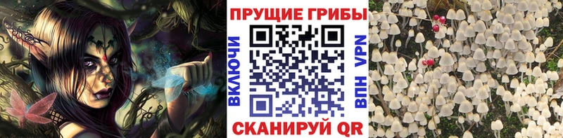 купить наркотики сайты  дарк нет какой сайт  Галлюциногенные грибы GOLDEN TEACHER  Анива 